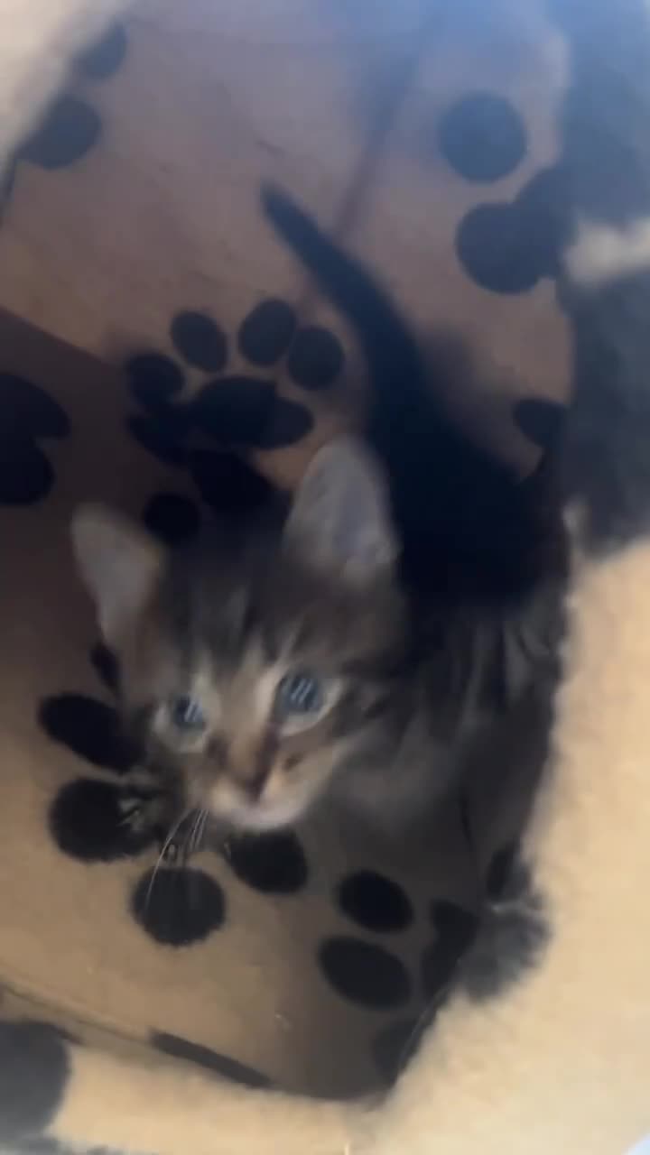 Mixed Breed cats for sale: 5 Beautiful male kittens!  - Video 1