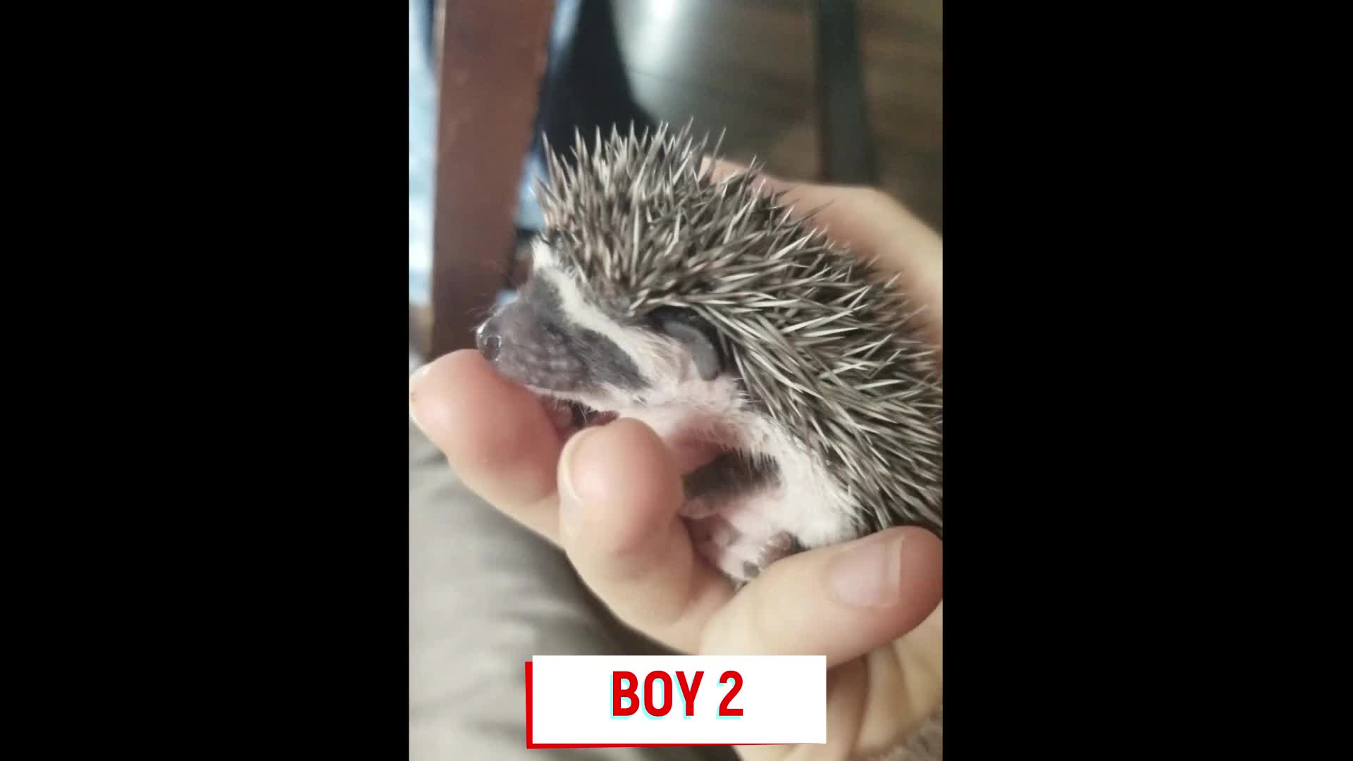 Pygmy Hedgehog rodents for sale: Pygmy hedgehogs, 1 girl 2 boys - Video 2