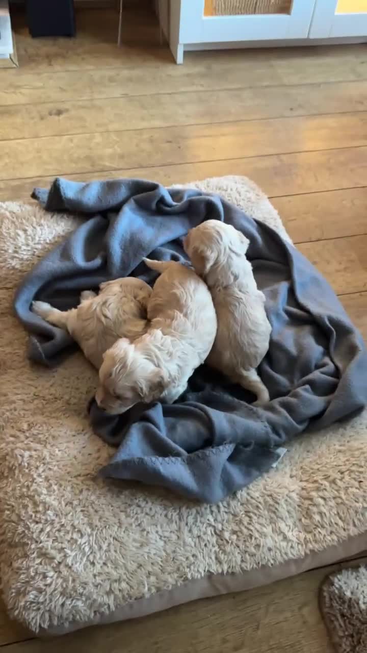 Cockapoo dogs for sale: F1 Cockerpoos - Video 1