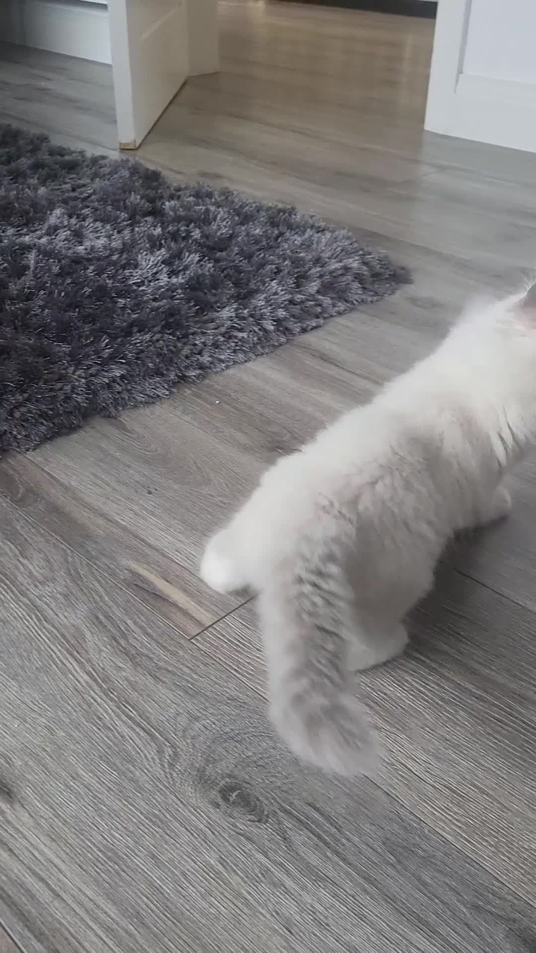 Ragdoll cats for sale: HCM/PKD clear ragdoll kittens  - Video 3