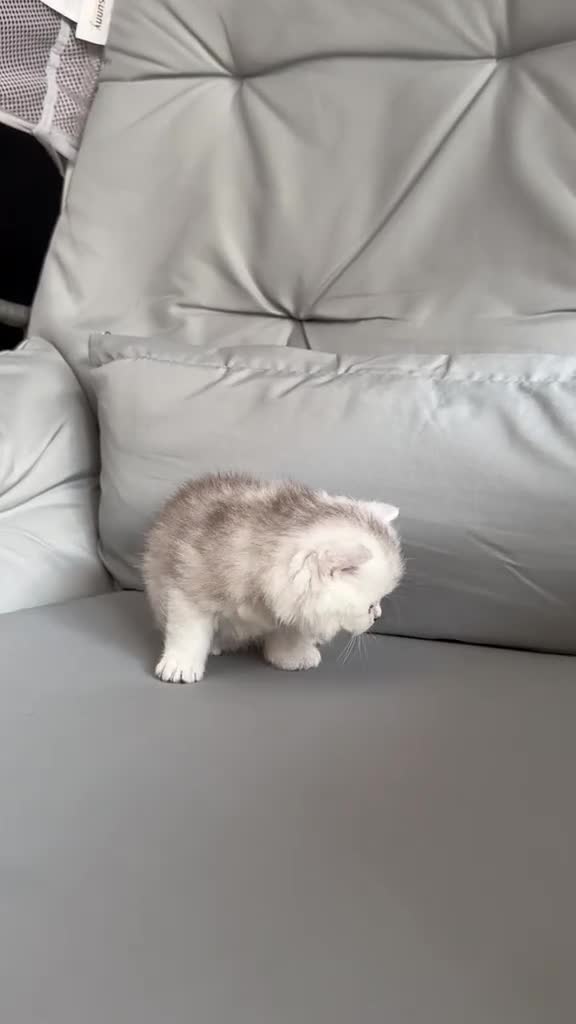 British Shorthair cats for sale: Persian x British shorthair kittens for sale  in Birmingham - Video 4