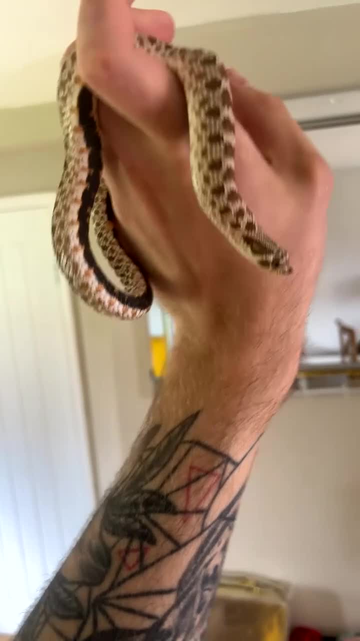 Snake reptiles for sale: CB23 Western Hognose (Male) - Video 2