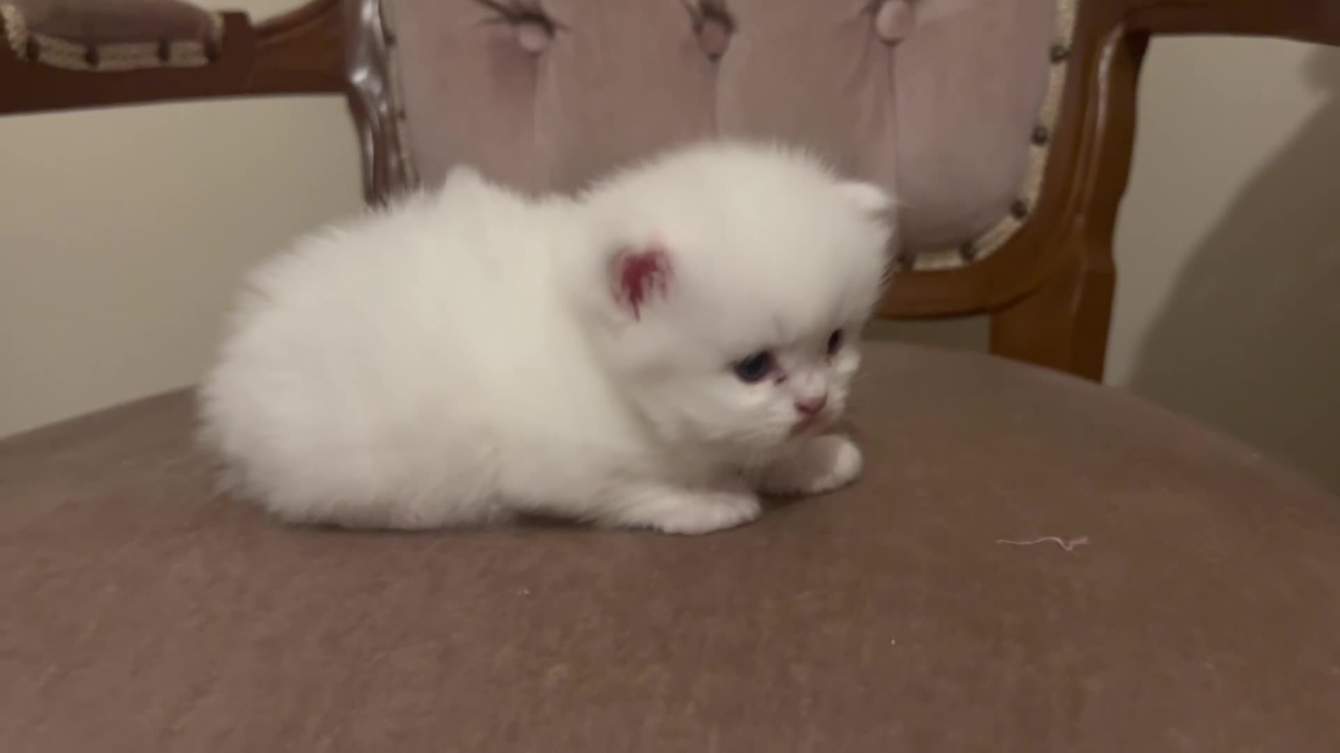 Munchkin cats for sale: Sweetest Personality Guaranteed-Fur Babies 🤗 - Video 1