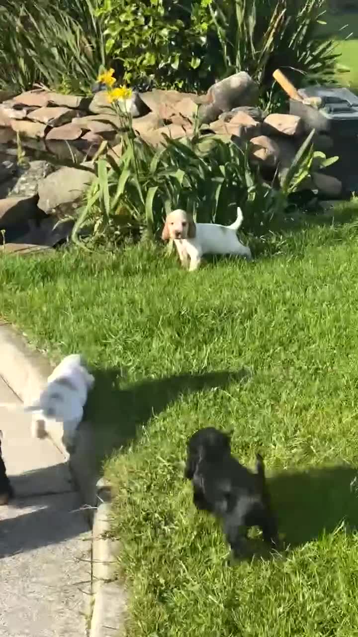 Cocker Spaniel dogs for sale: Kc show cocker spaniels  in Newry - Video 1