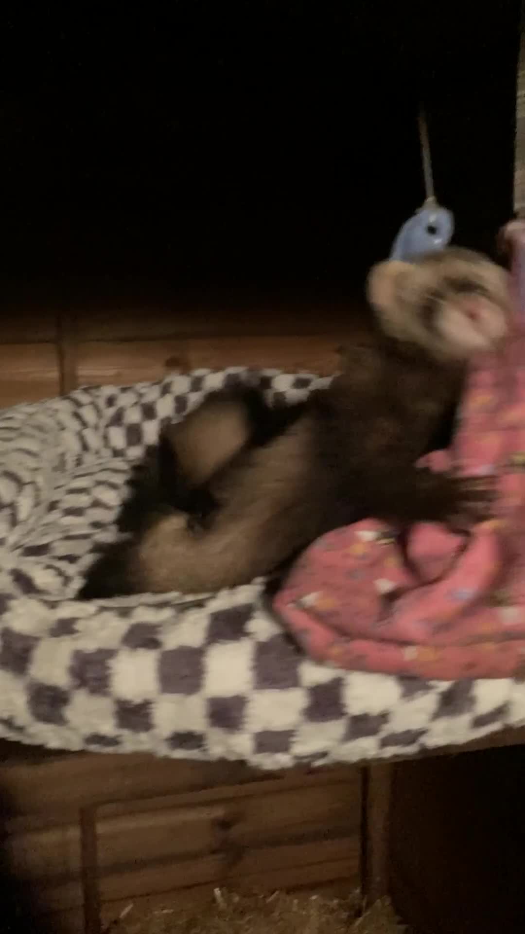 Ferret rodents for sale: 2x Bonded ferret brothers  - Video 1