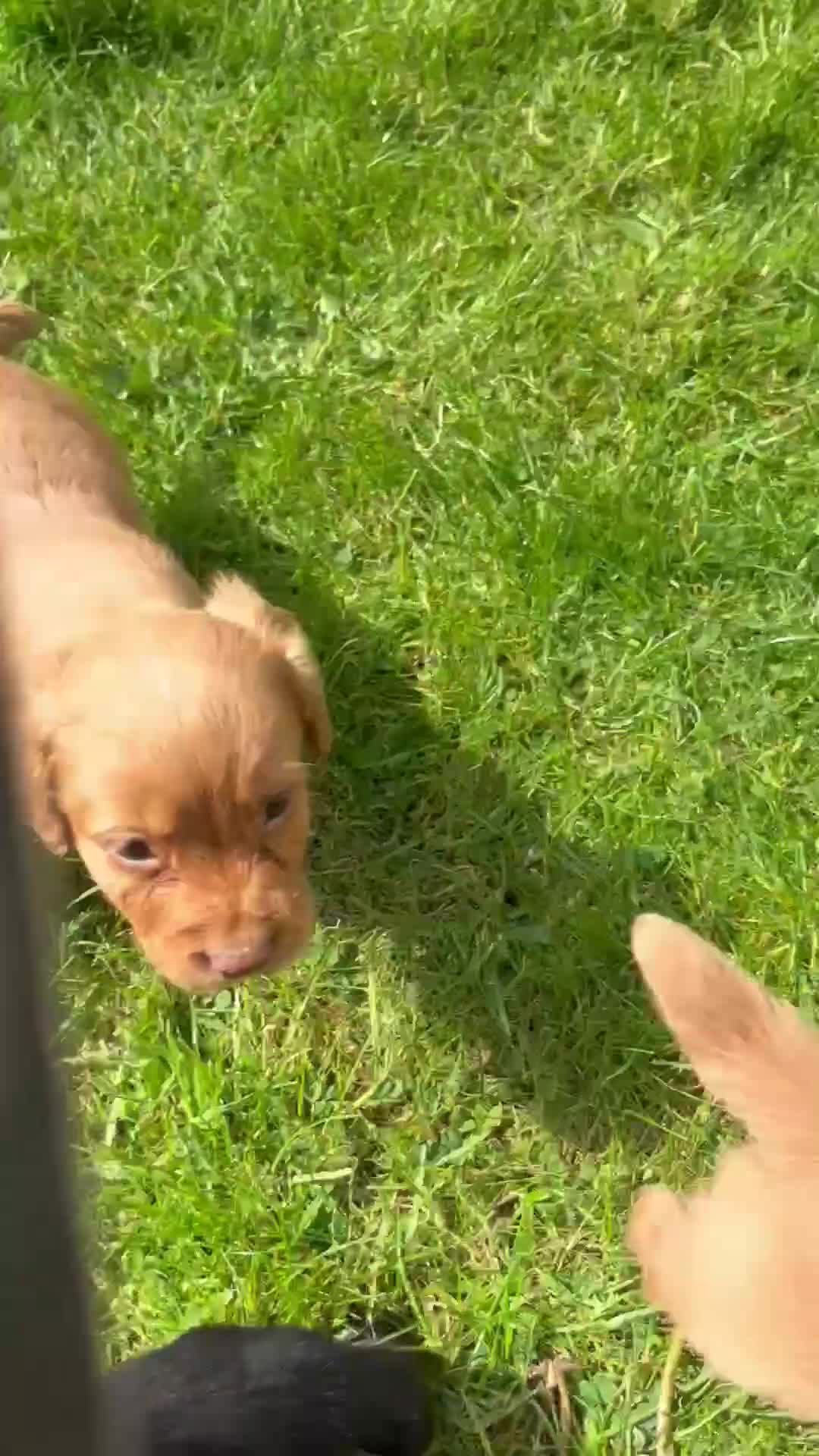 Cocker Spaniel dogs for sale: Stunning litter of cocker spaniels pups  in Ruthin - Video 1