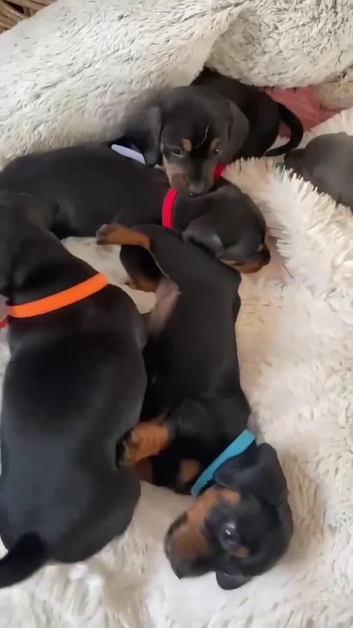 Miniature Dachshund dogs for sale: Beautiful miniature dachshund litter  - Video 1