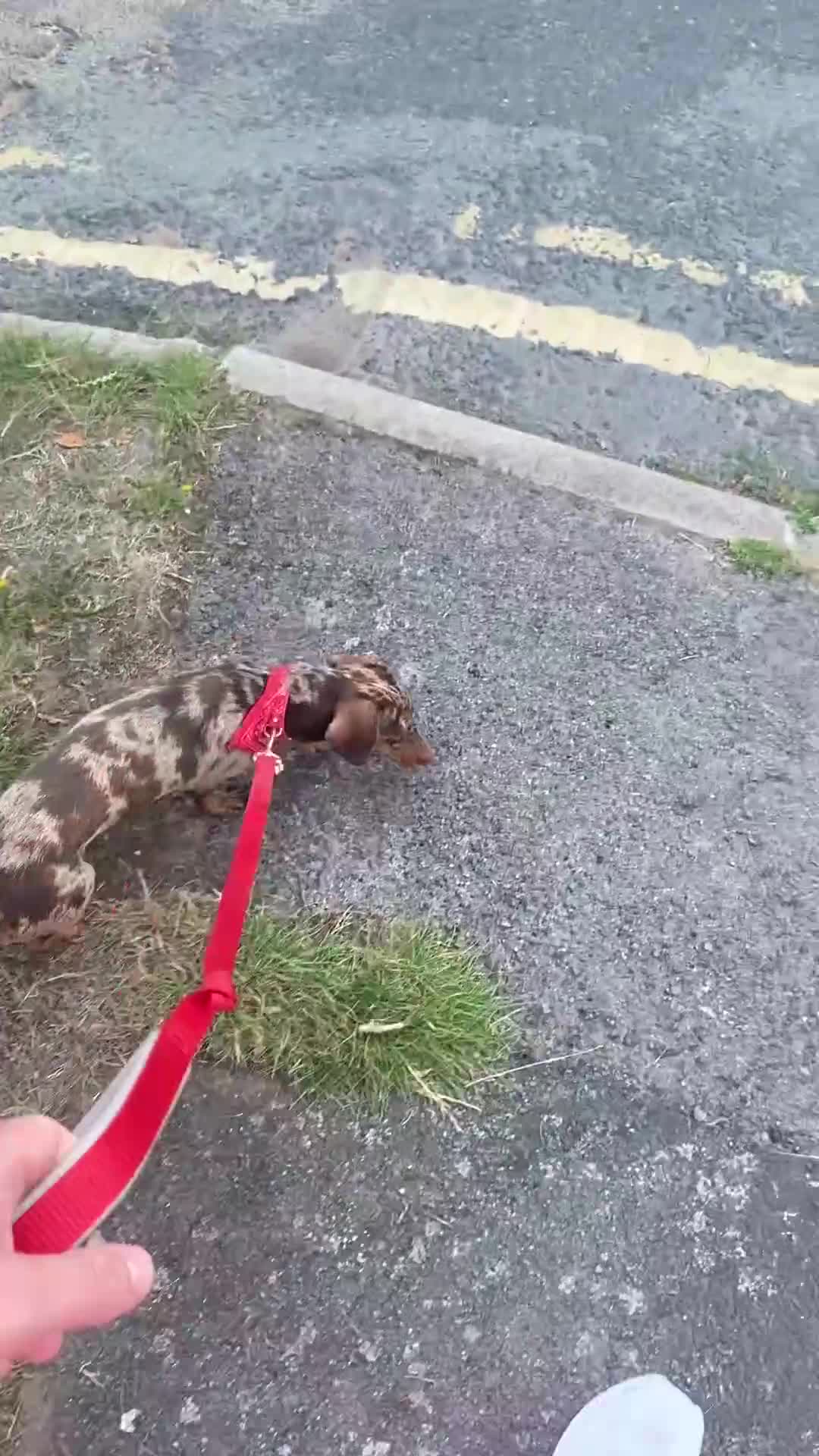 Miniature Dachshund dogs for sale: MINIATURE DASCHUND (Not standard) - Video 2