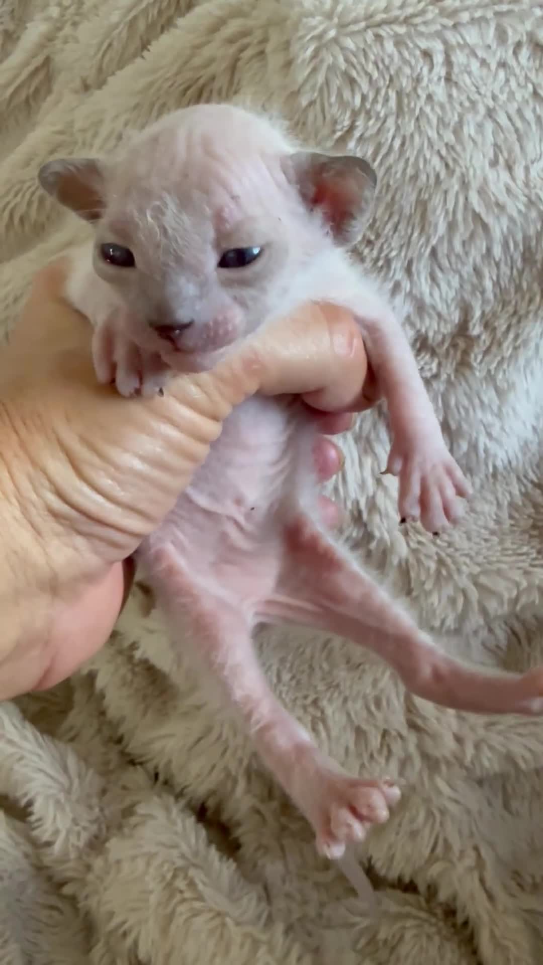 Sphynx cats for sale: Stunning sphinx kittens  - Video 4