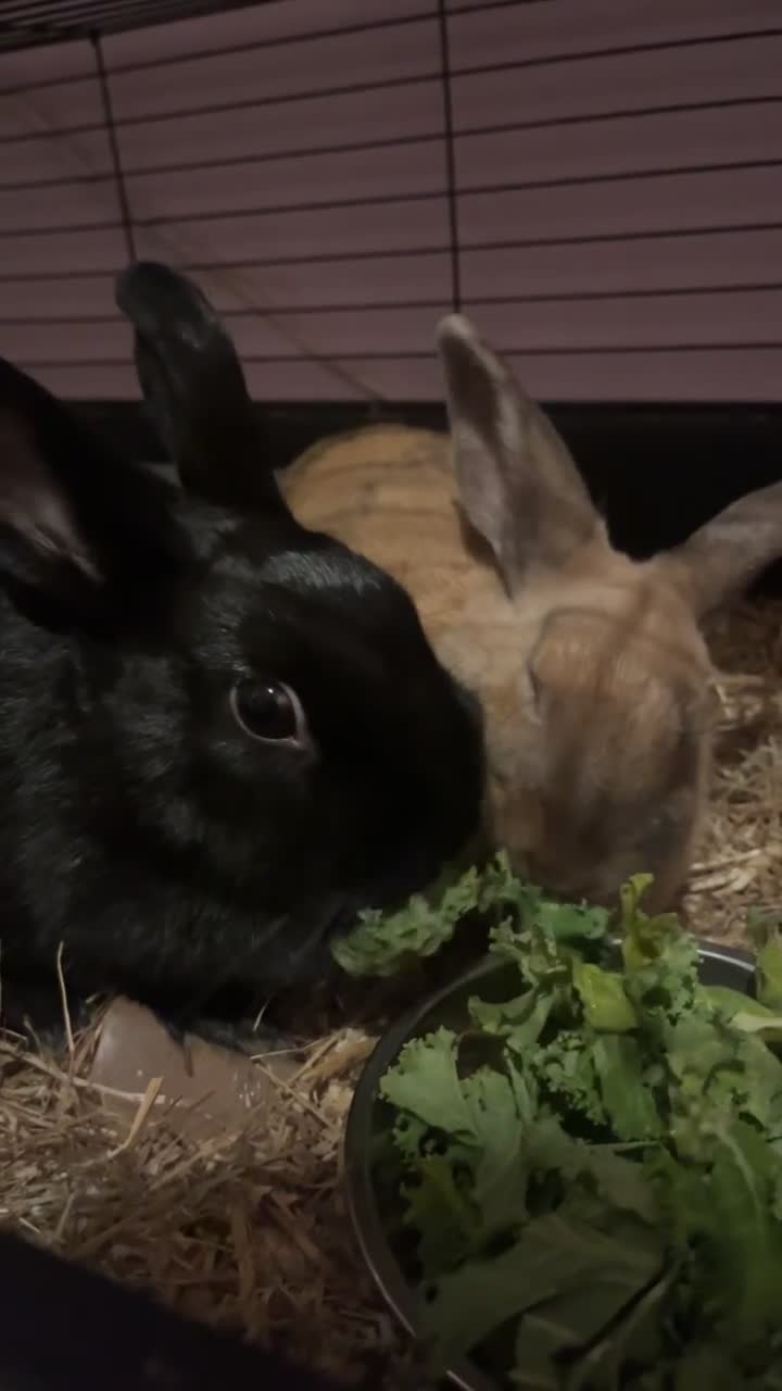 Mixed Breed rabbits for sale: Lana & Luna 🐰🤎🖤 - Video 1