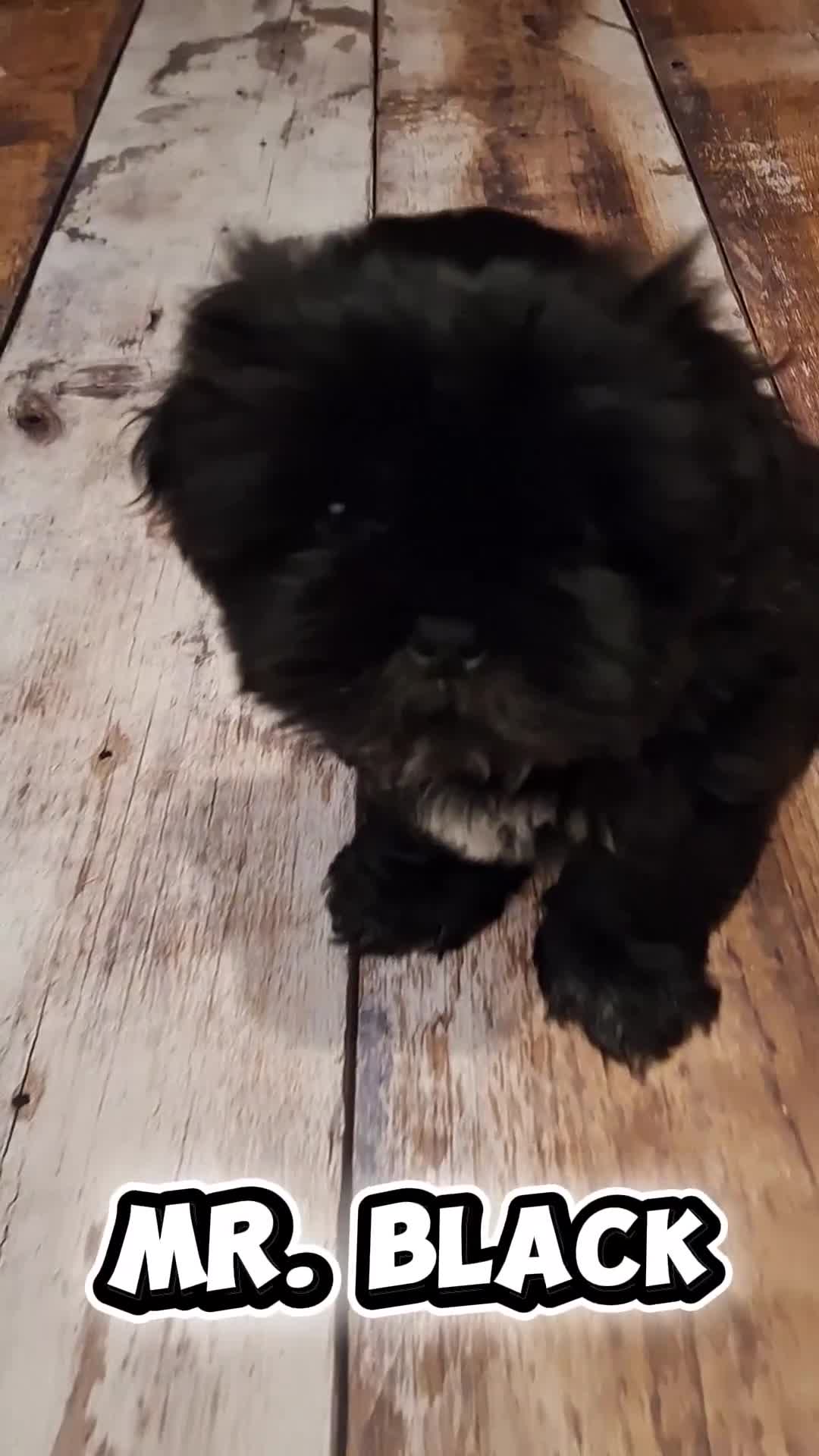 Shih Tzu dogs for sale: BEAUTIFUL IMPERIAL SHIH TZU PUPPIE ! JUST ONE LEFT - Video 2