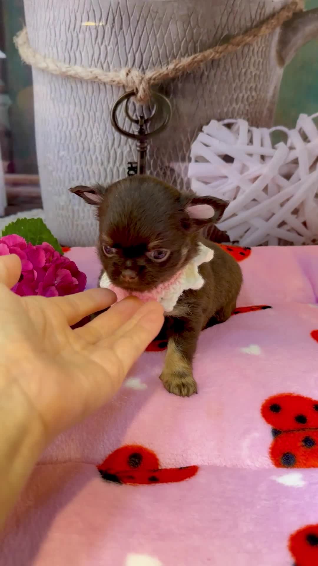 Chihuahua dogs for sale: 💜🤎 Exotic KC LC chihuahuas 🤎💜 - Video 1