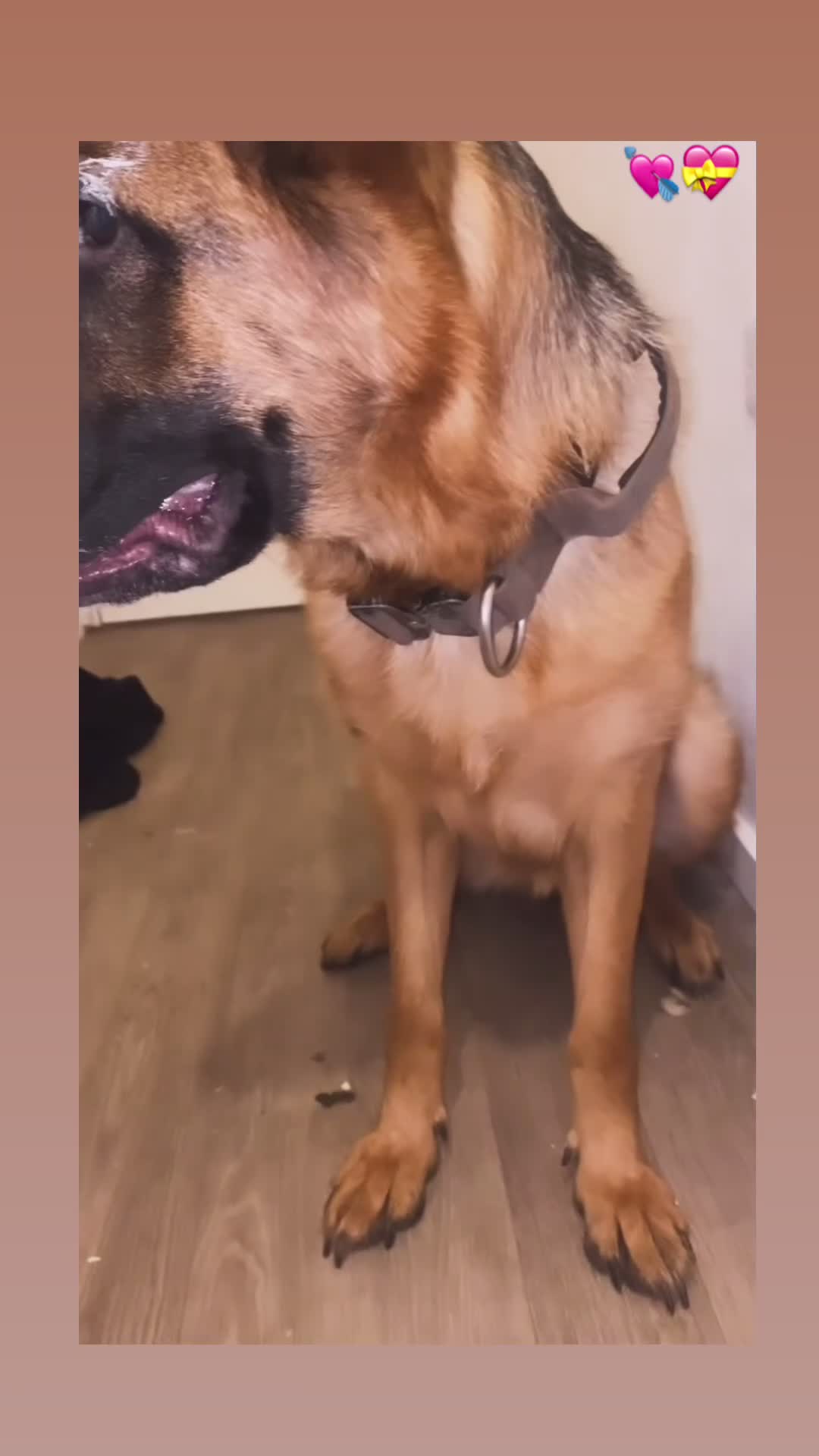 German Shepherd dogs for sale: EX POLICE- HIGH POTECTION GSD FAMOUS BLOODLINE✅ - Video 3