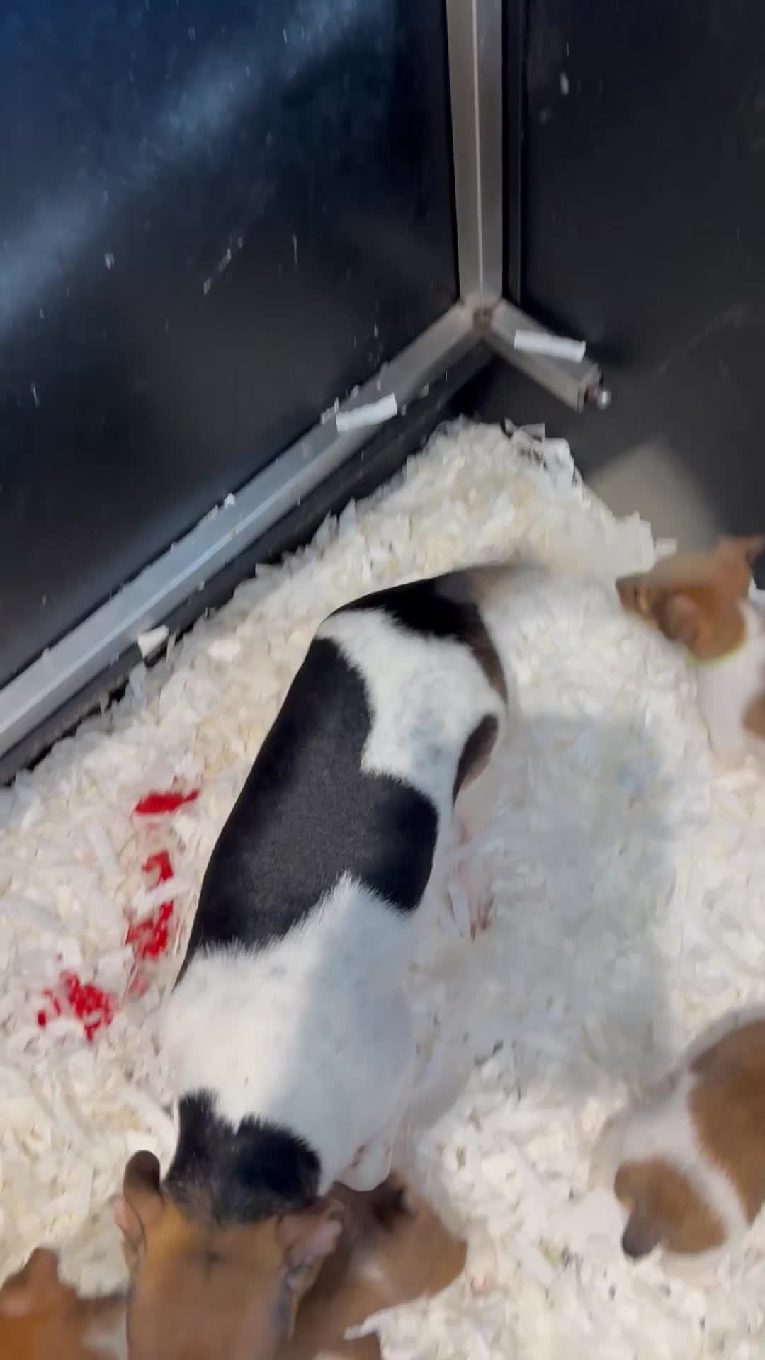 Jack Russell dogs for sale: Jack Russell puppies  - Video 1