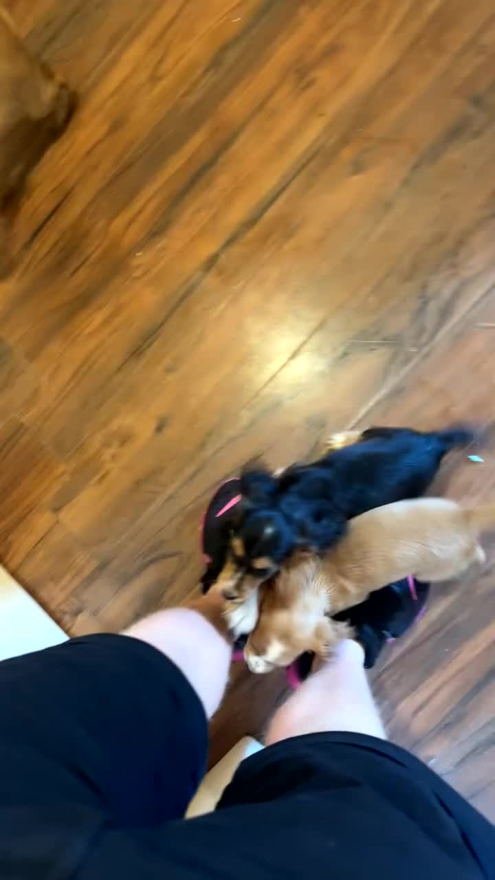 Cocker Spaniel dogs for sale: Last 2 boys!! ready to leave!!  - Video 1