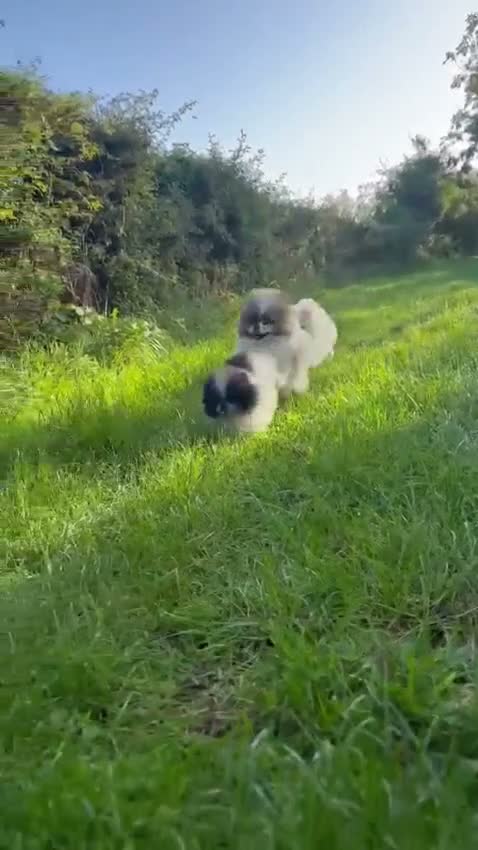 Pomeranian dogs for sale: Ready now small pomeranian puppies vaccinated in Mablethorpe - Video 1