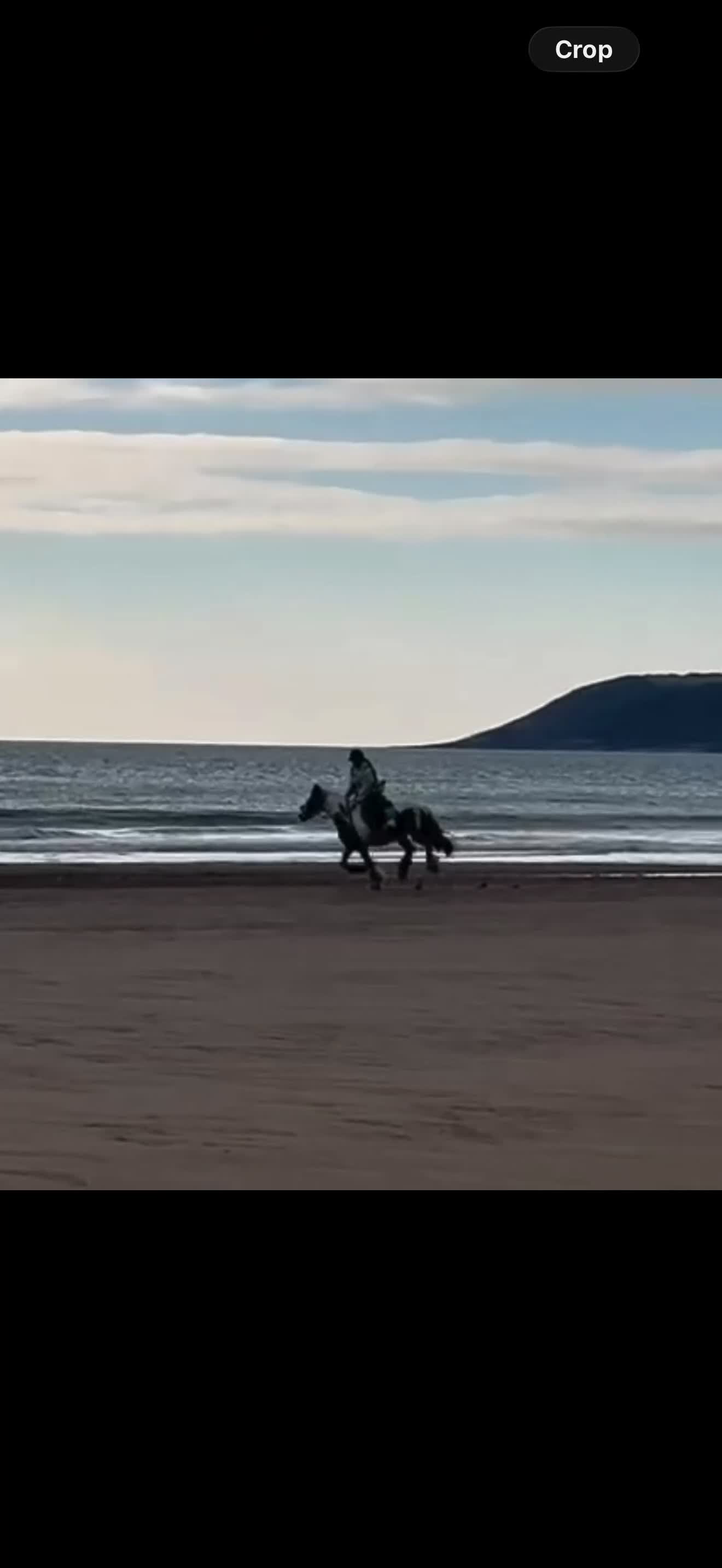 Irish Cob horses for sale: Heartbreaking sale  - Video 2