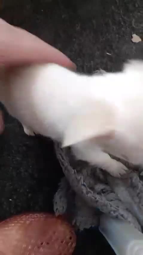 Chihuahua dogs for sale: Beautiful girl chuhuwa puppy's  - Video 1