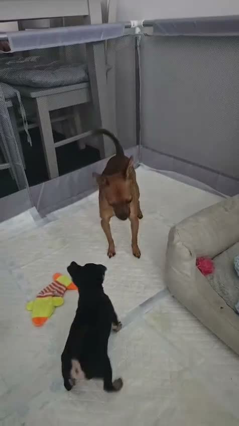 Russian Toy Terrier dogs for sale: Rare black russian toy. - Video 1