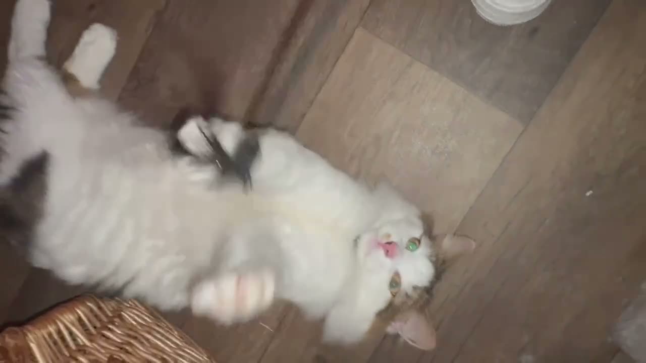 Mixed Breed cats for sale: Urgent: loving cats looking for forever homes  - Video 2