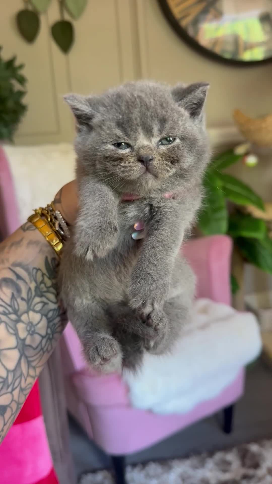 British Shorthair cats for sale: Summer Sale 😻 Champion Line Kittens 😻🥇🏆🐾 - Video 3