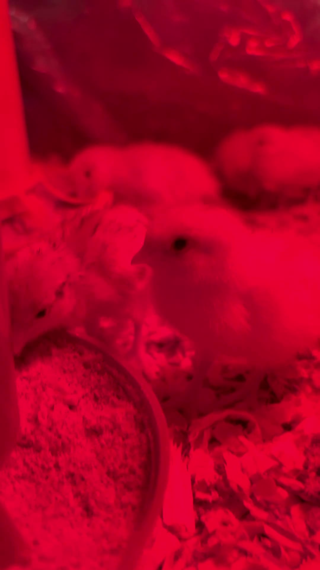 Quail poultry for sale: 3day old Coturnix quails - Video 1