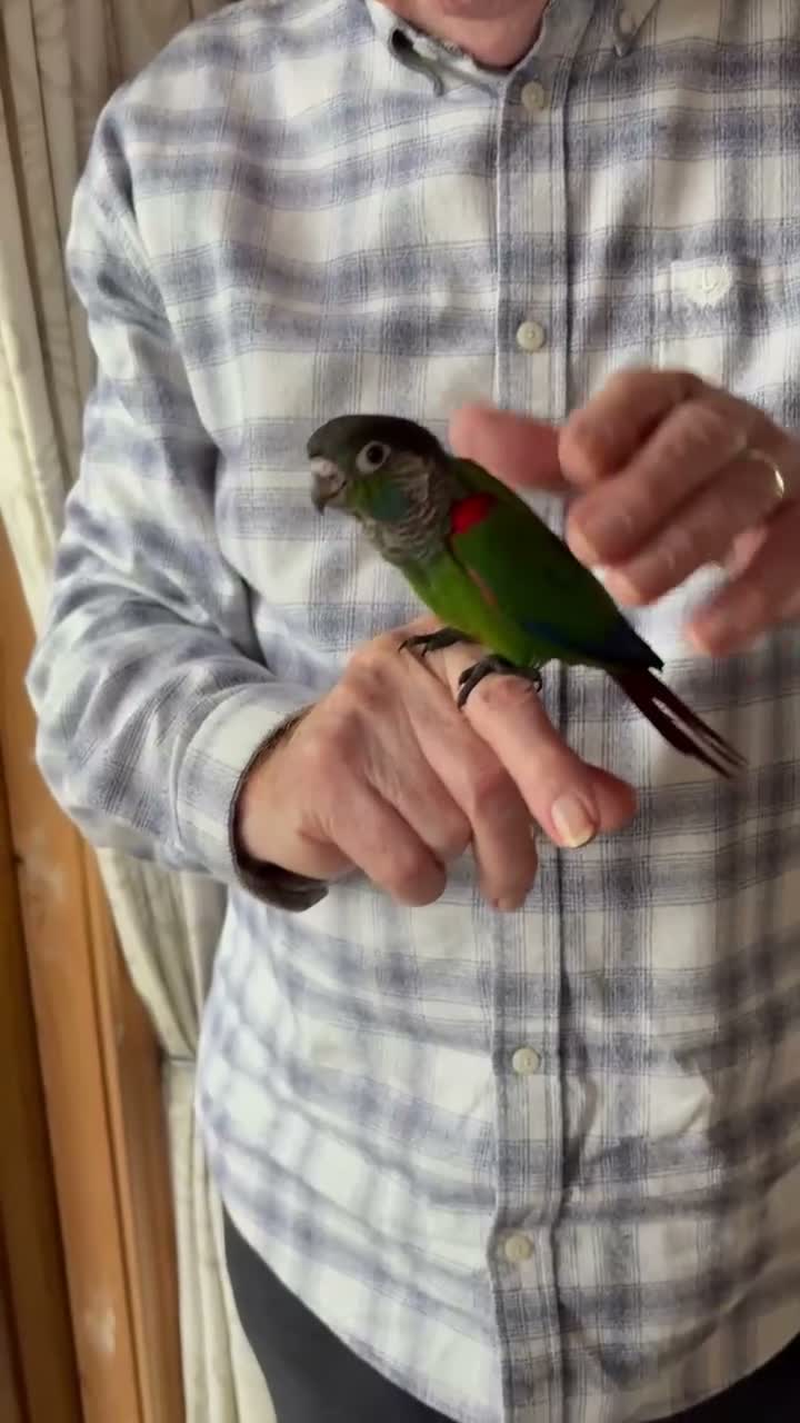 Conures birds for sale: Hand-reared Pearly Conure Chicks  - Video 1