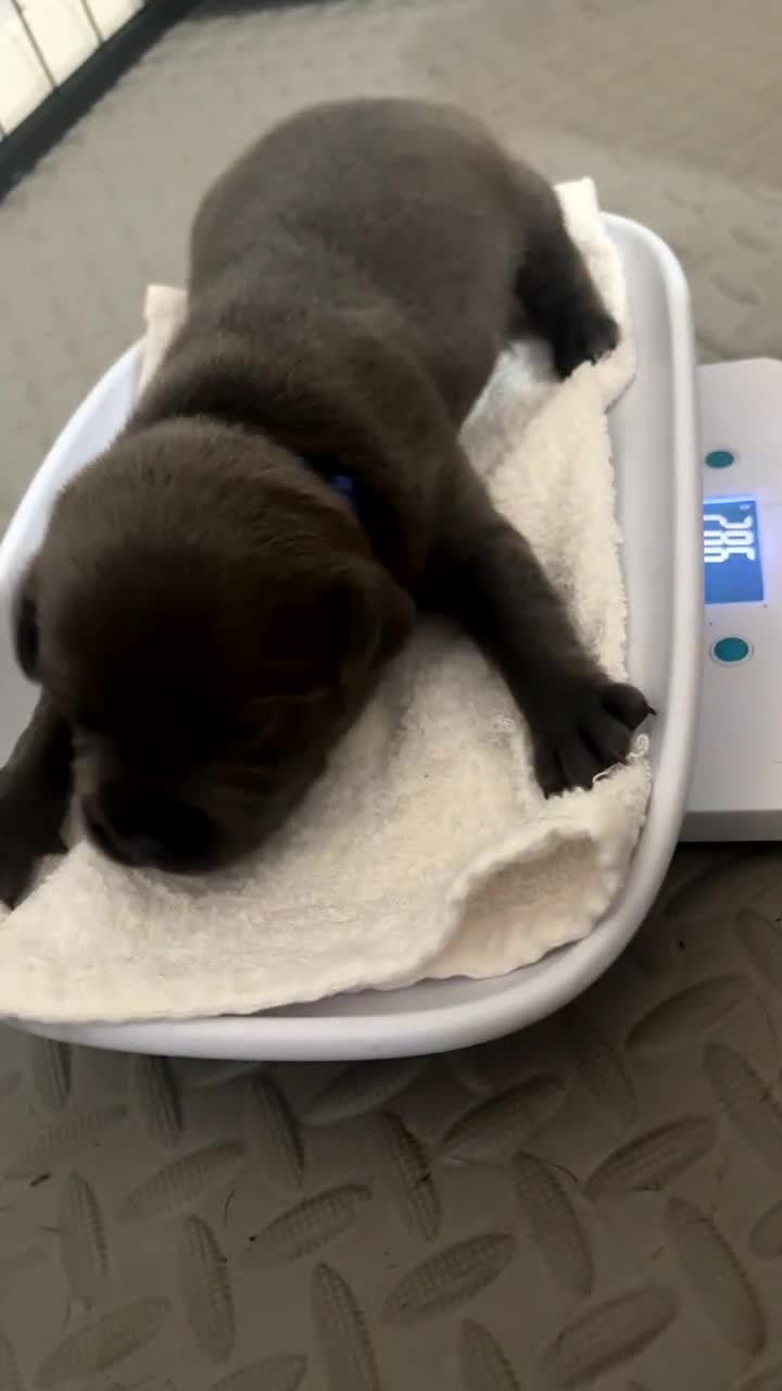 Staffordshire Bull Terrier dogs for sale: Piro daughter & Pharon (Bullscaff) pups for sale - Video 3