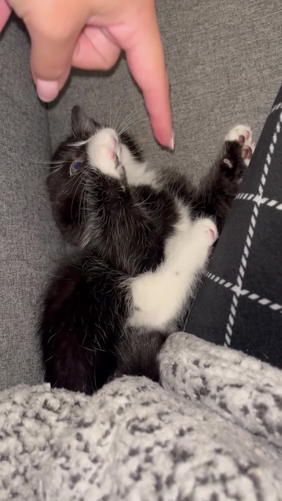 Domestic Shorthair cats for sale: Three domestic shorthair for sale  - Video 1