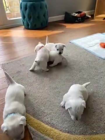 West Highland Terrier dogs for sale: Westie Puppies in Halifax - Video 1