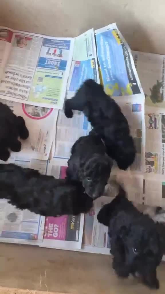 Cockapoo dogs for sale: F1b cockapoo pups LAST 2 GIRLS - Video 1
