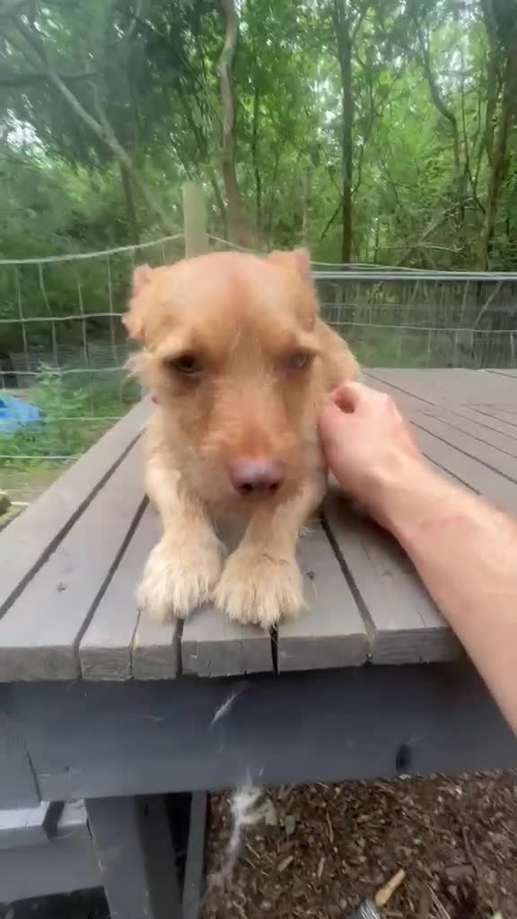 Jack Chi dogs for sale:  2 Year Old Terrier Cross Simba  - Video 1
