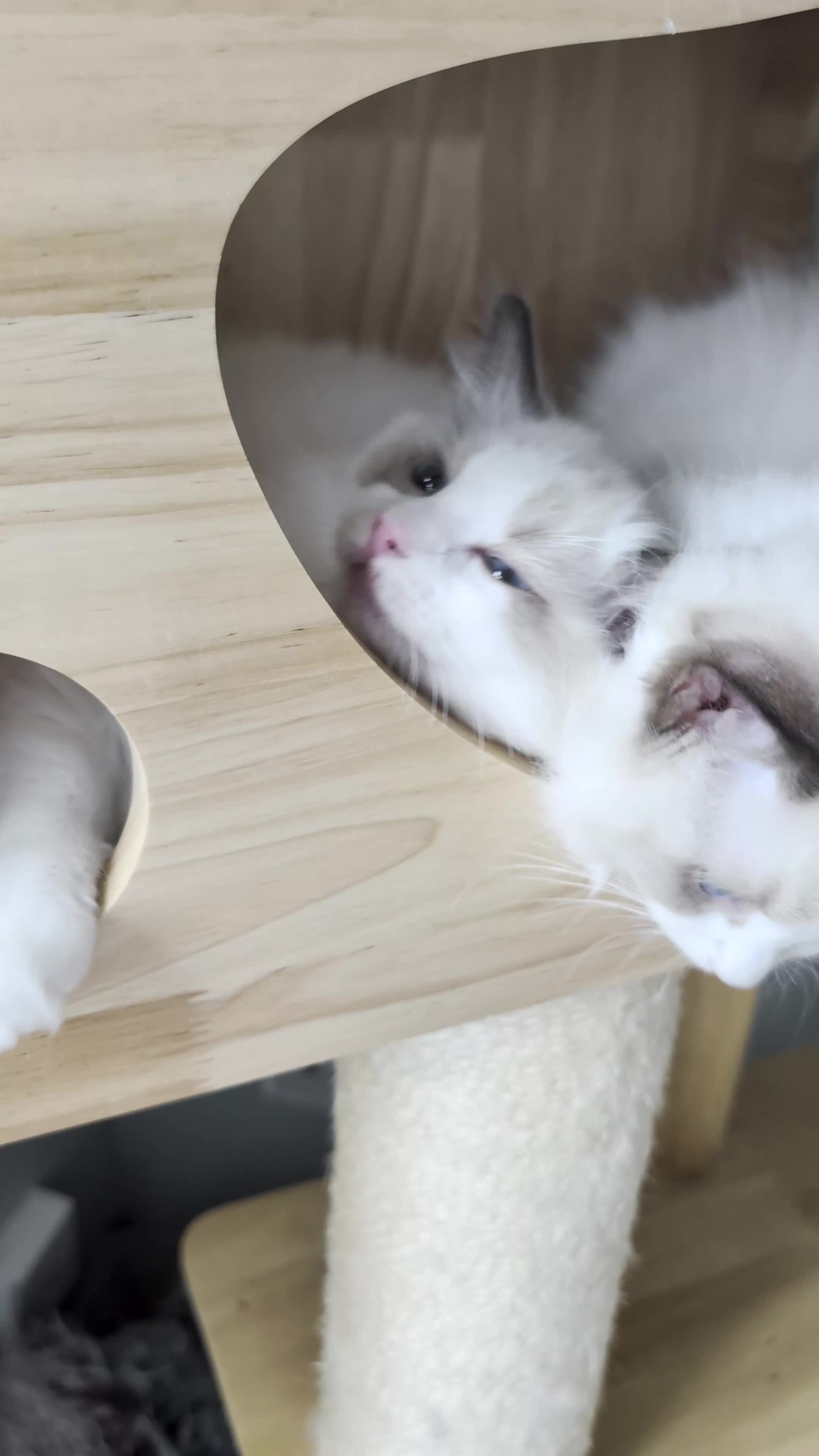 Ragdoll cats for sale: Tica Ragdoll kittens imperial grand champion lines - Video 1