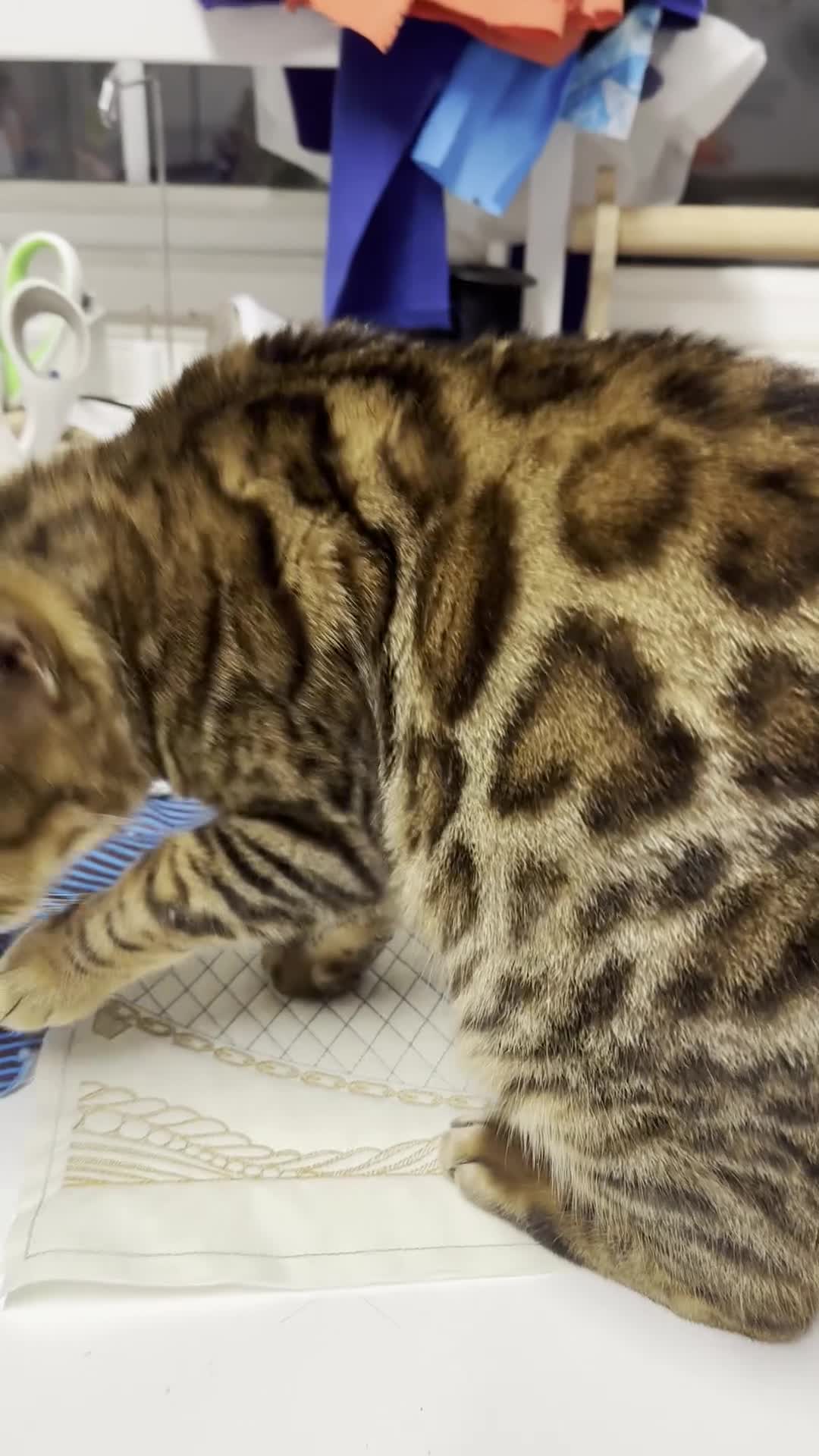 Bengal cats for sale: Friendly Bengal Girl seeks Forever Home - Video 1