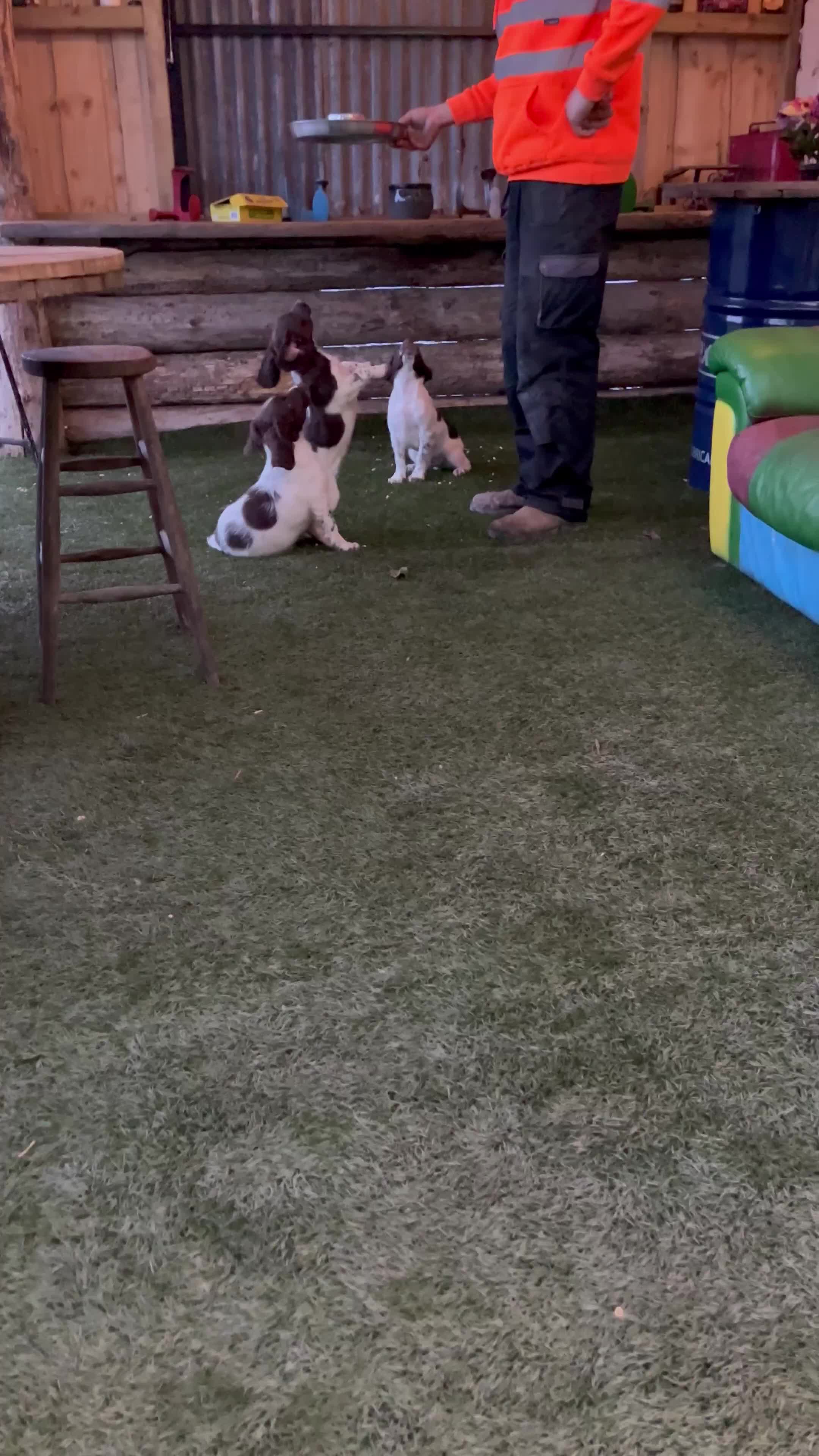 English Springer Spaniel dogs for sale: Health Tested & Part Trained - Video 1