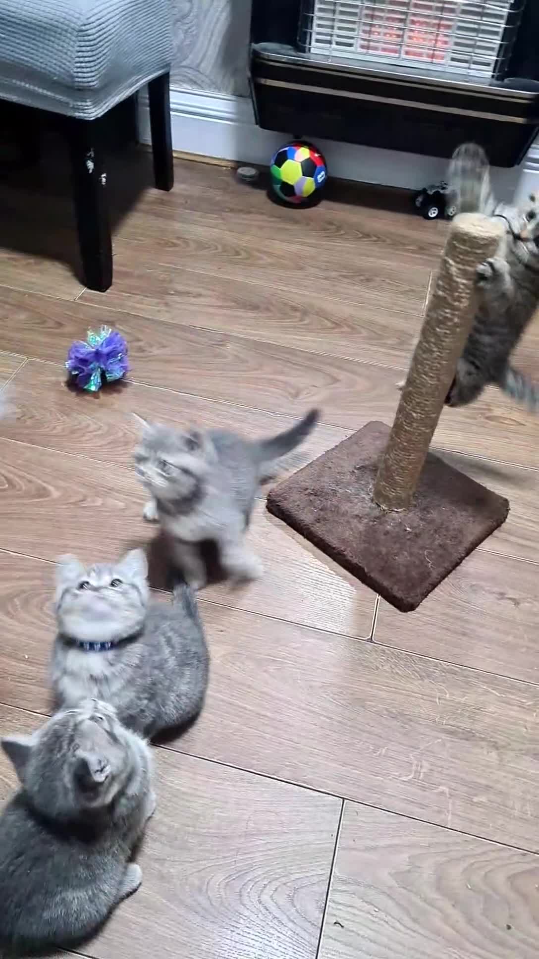 British Shorthair cats for sale: Adorable Bristh ShortHair kittens - Video 1