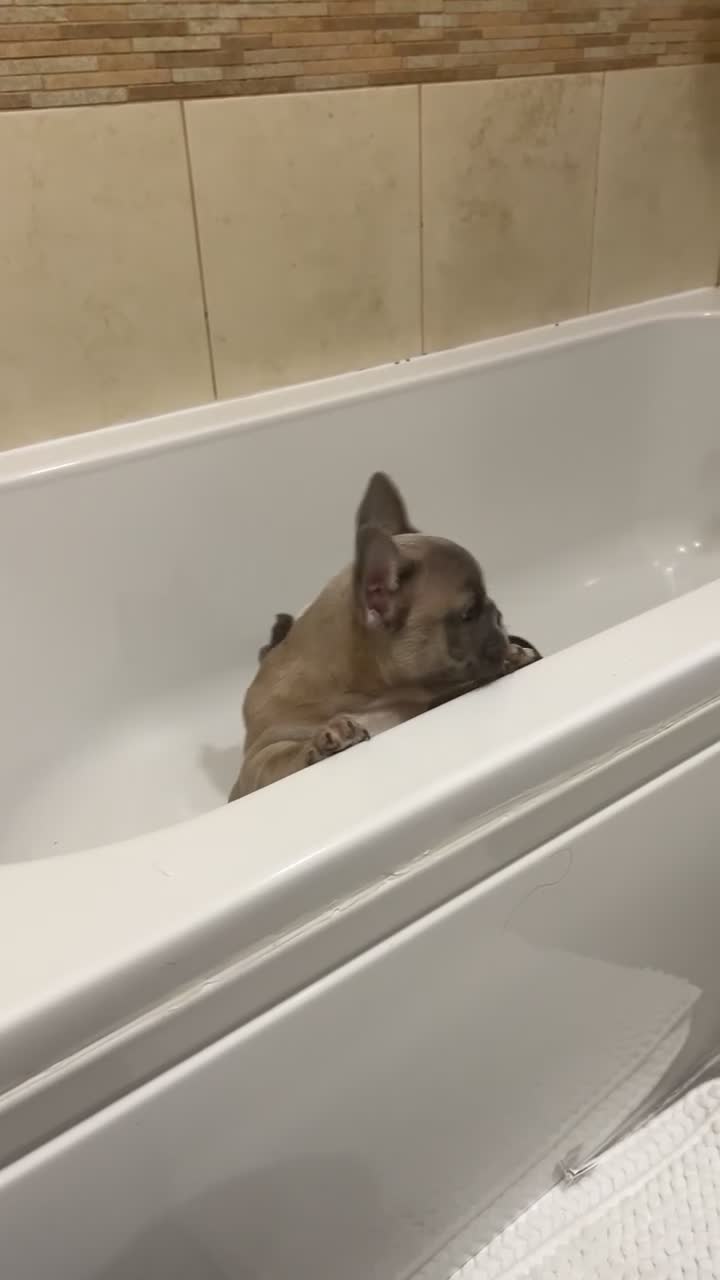 French Bulldog dogs for sale: Our keeper for sale French bulldog girl  in Huddersfield - Video 1