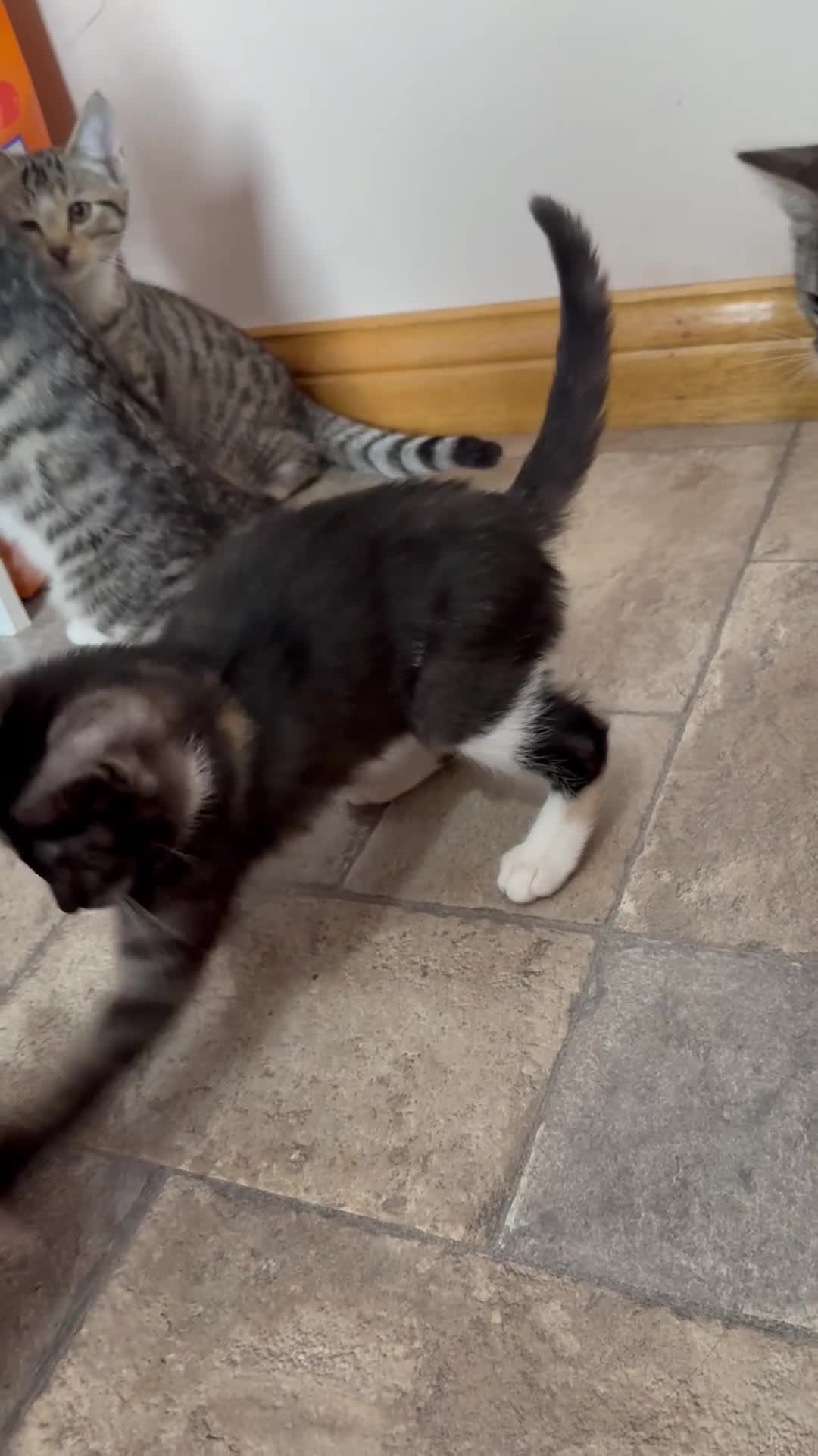 Mixed Breed cats for sale: Tortishell female kitten  - Video 1