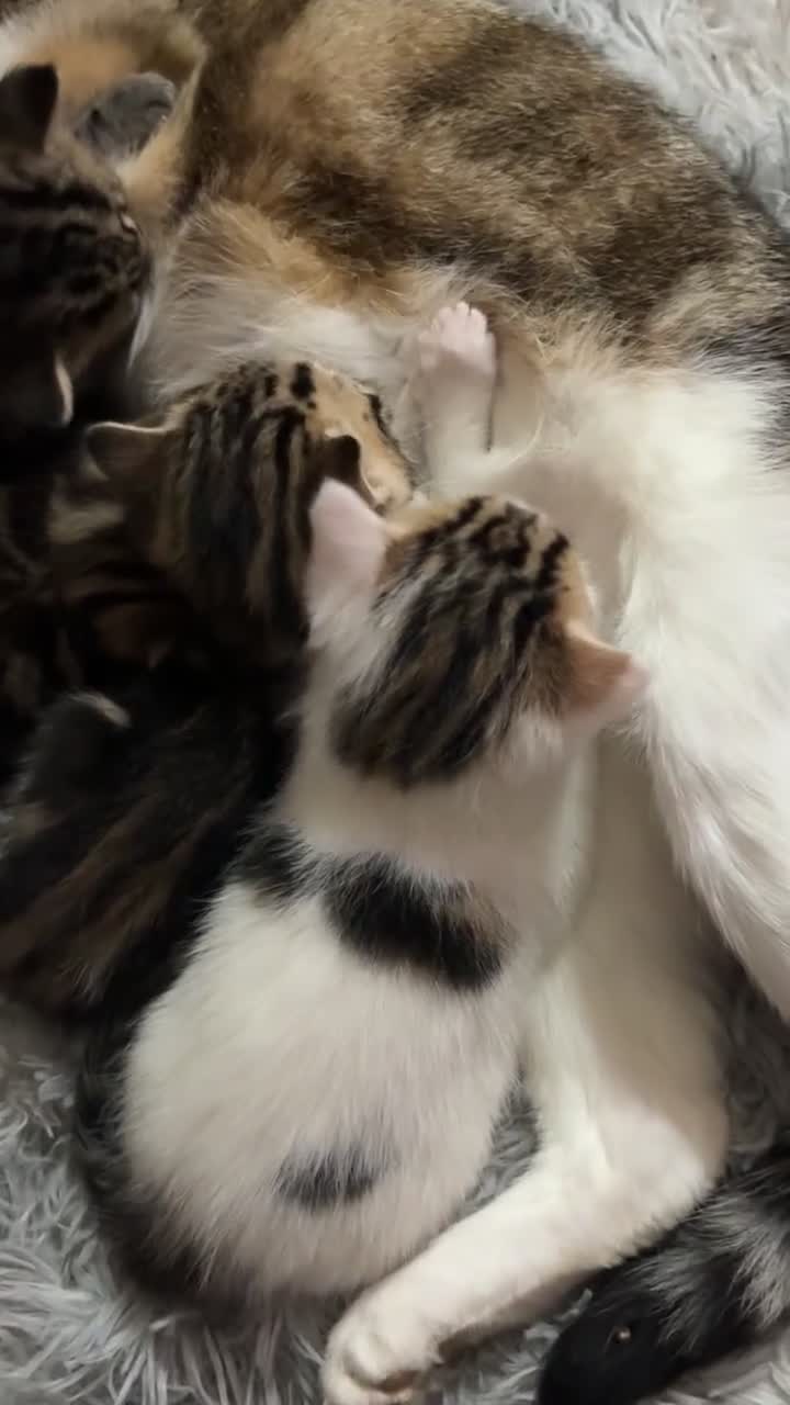 British Shorthair cats for sale: 4 tabby kittens  - Video 3