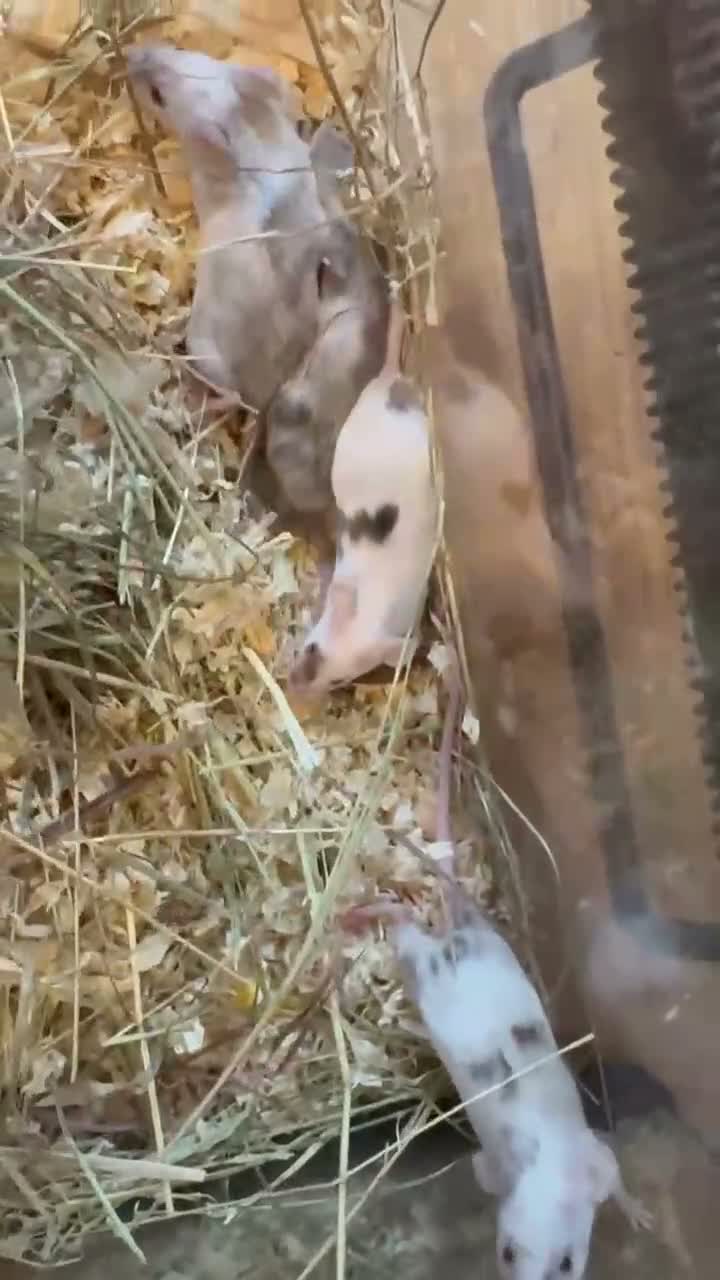 Mouse rodents for sale: 4 female mice & enclosure  - Video 3