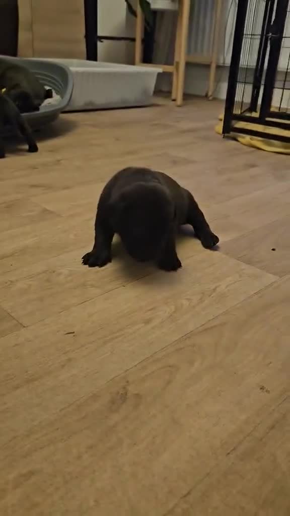 Mixed Breed dogs for sale: Bullador puppies  - Video 1