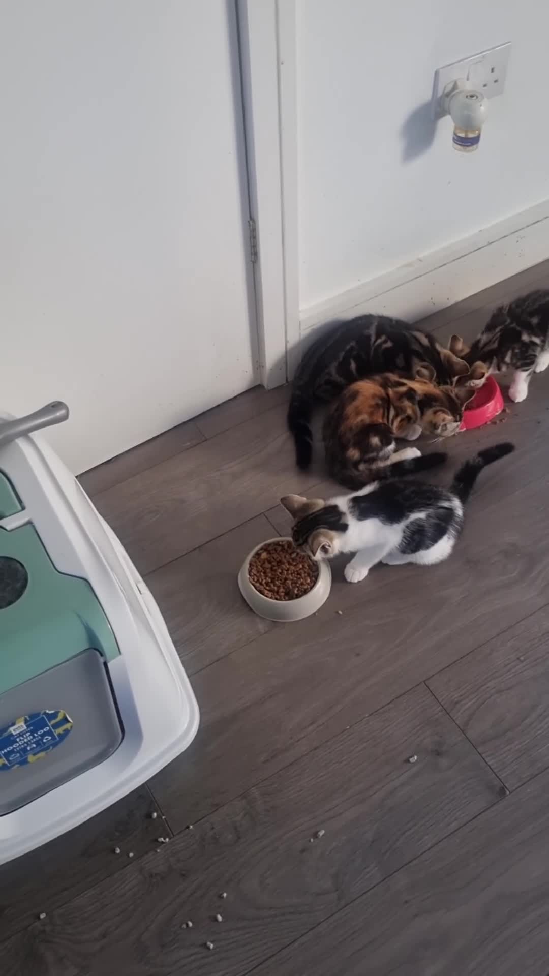 Mixed Breed cats for sale: Mixed Litter Kittens - Video 2