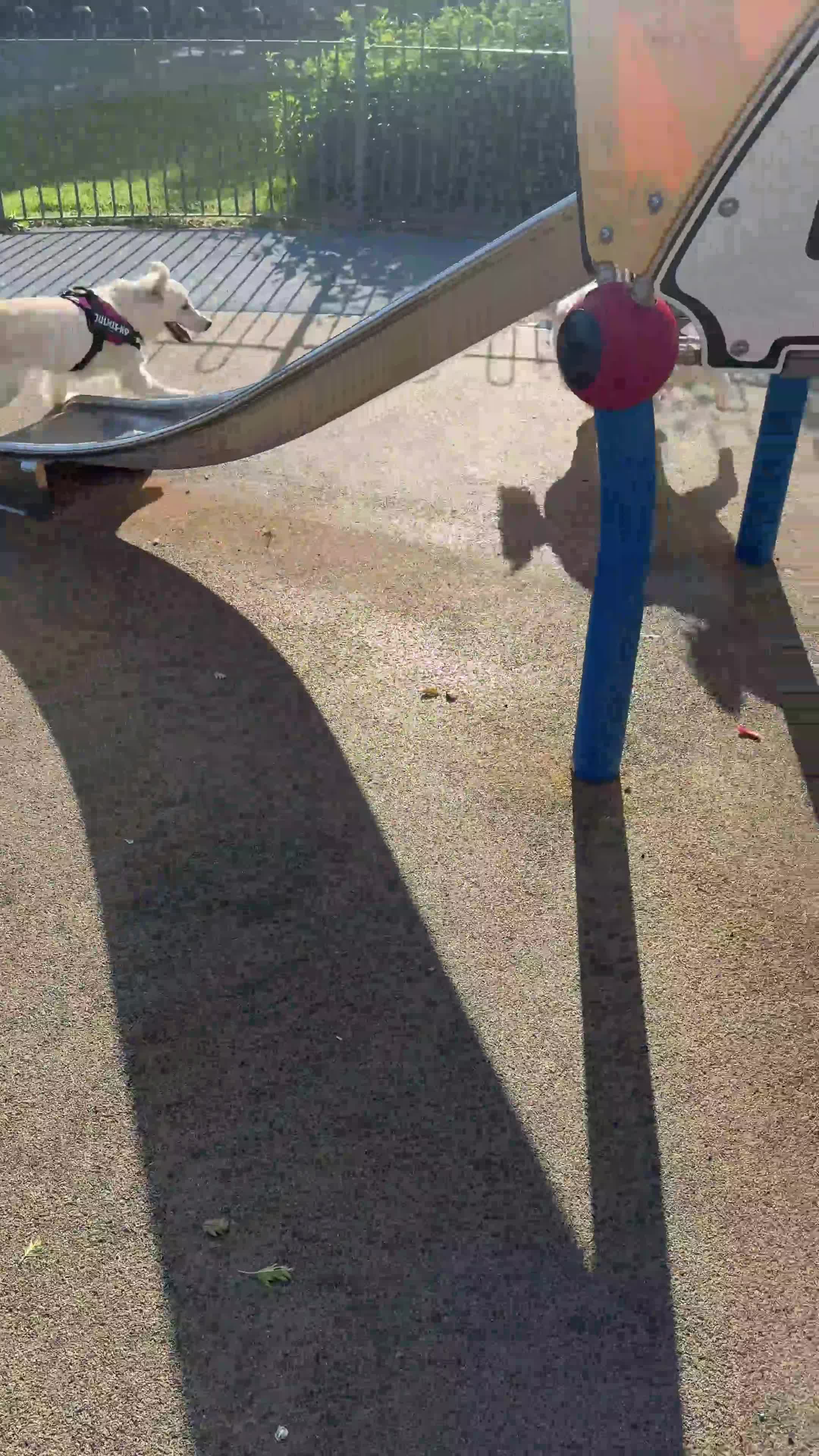 Mixed Breed dogs for sale: Golden lab/collie mix Azul - Video 1