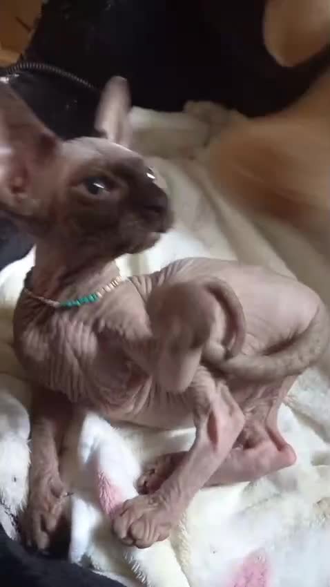 Sphynx cats for sale: 5 Adorable Sphynx Kittens for sale! - Video 4