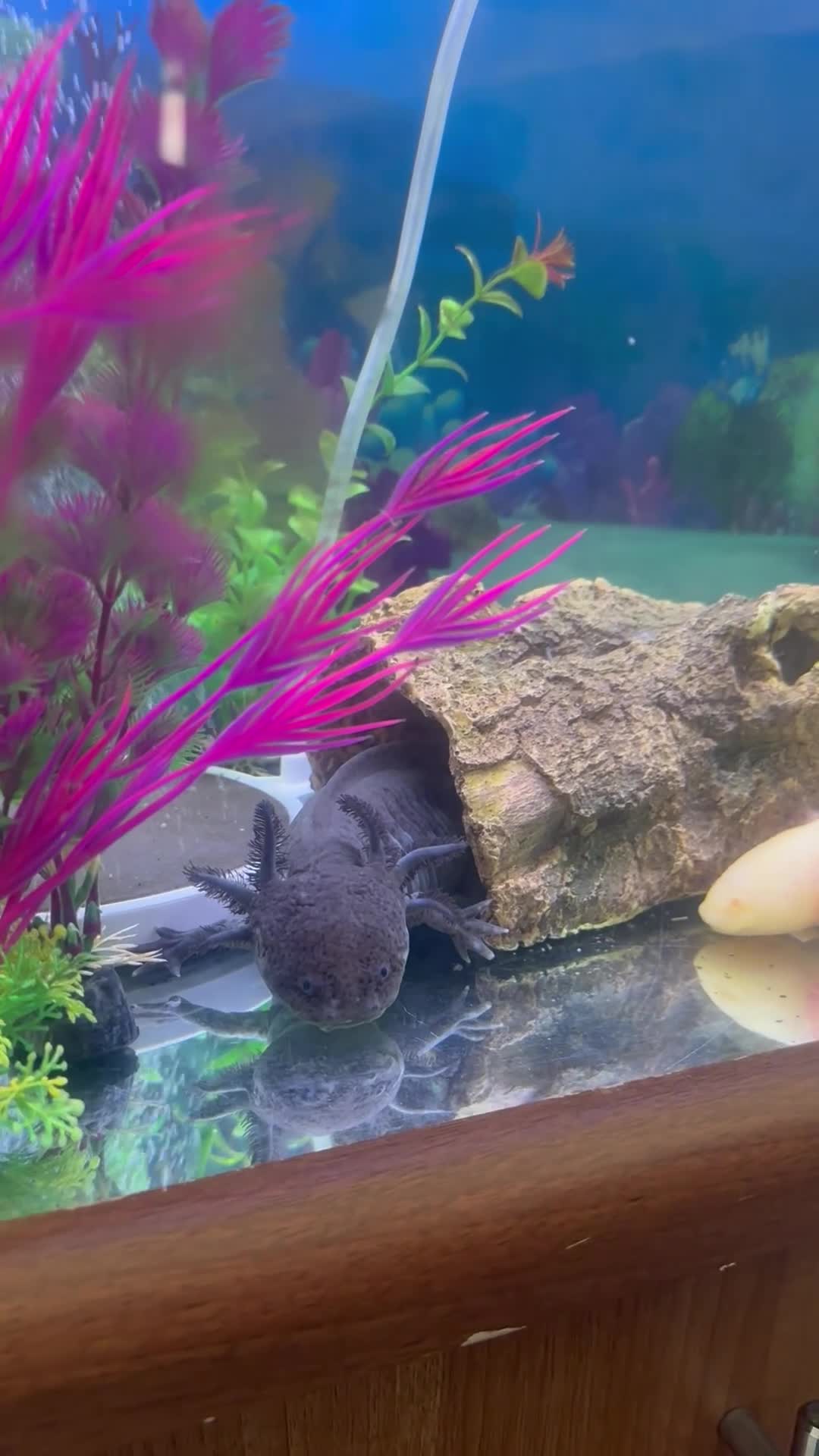 Axolotl reptiles for sale: Two female axlotls and tank set up  in Prestatyn - Video 1