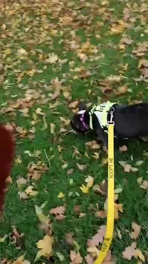 Mixed Breed dogs for adoption: ❤️Binx - 3 yo Frenchie x Boston terrier girl ❤️ - Video 1