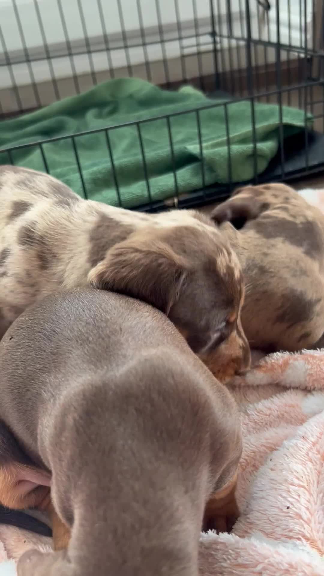 Dachshund dogs for sale: Dachshund medium/small dappled chocolate - Video 1