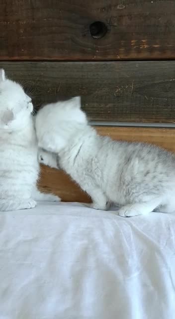 British Shorthair cats for sale: British Shorthair Silver Shaded NS11 in Leicester - Video 1
