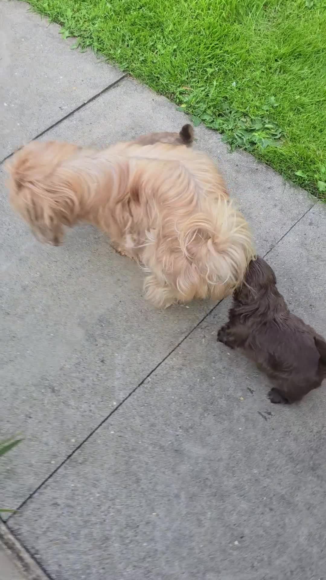 Shih Tzu dogs for sale: Shih Tzu Imperial (Karashishi) - Video 1