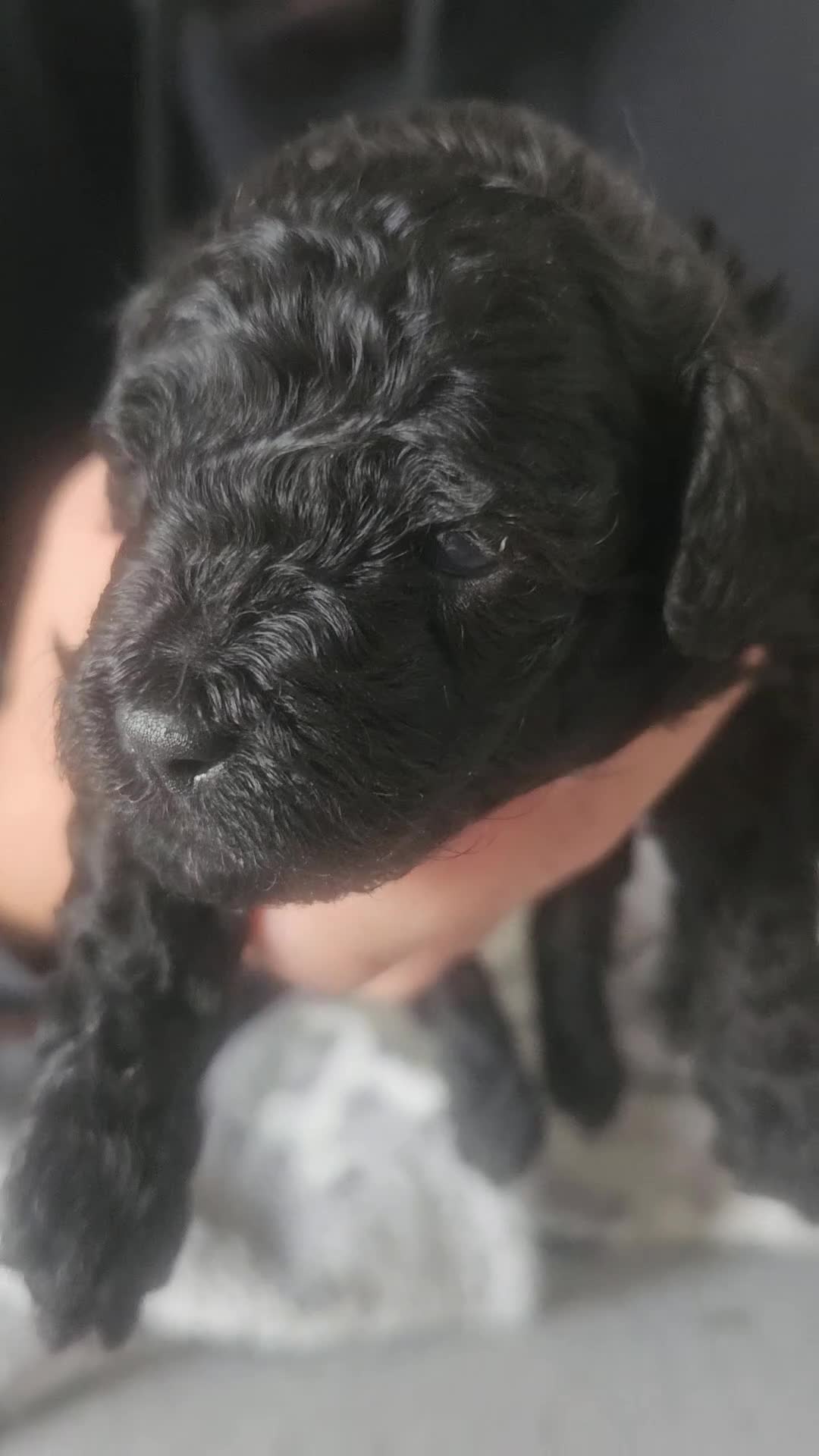 Toy Poodle dogs for sale: Toy poodle pups - Video 2
